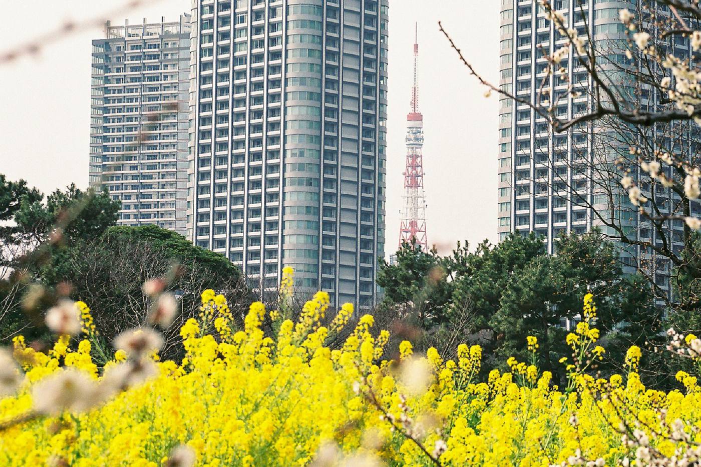 浜離宮恩賜公園からの東京タワー